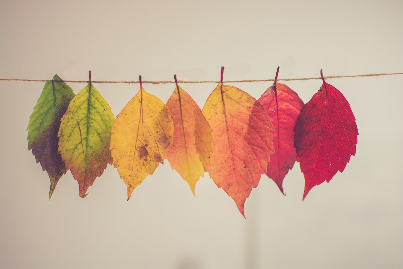 Herbst, buntes Laub