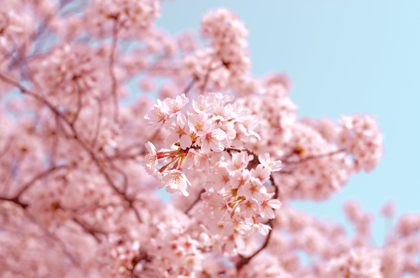 Saison-Angebote, Kirschblüten