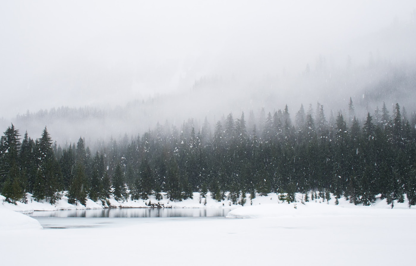 Winter, verschneiter Tannenwald